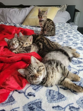 Illustration de l'article : 20 photos de chats passés maîtres dans l'art d'attendrir et d'émouvoir leurs humains