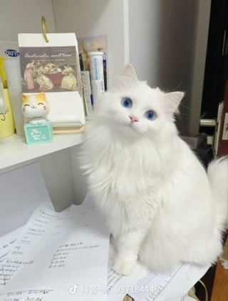 Illustration de l'article : 20 photos de chats passés maîtres dans l'art d'attendrir et d'émouvoir leurs humains