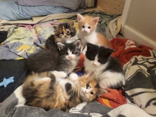 Illustration de l'article : 20 photos de chats passés maîtres dans l'art d'attendrir et d'émouvoir leurs humains