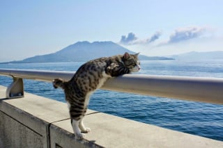 Illustration de l'article : 20 photos de chats passés maîtres dans l'art d'attendrir et d'émouvoir leurs humains