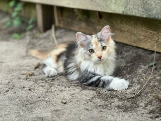 Illustration de l'article : 20 photos de chats passés maîtres dans l'art d'attendrir et d'émouvoir leurs humains