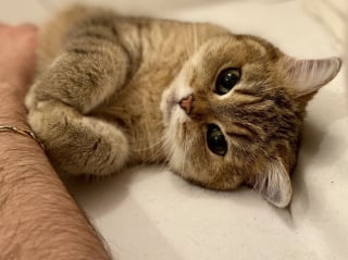 Illustration de l'article : 20 photos de chats passés maîtres dans l'art d'attendrir et d'émouvoir leurs humains