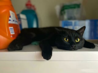 Illustration de l'article : 20 photos de chats passés maîtres dans l'art d'attendrir et d'émouvoir leurs humains
