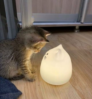 Illustration de l'article : 20 photos de chats passés maîtres dans l'art d'attendrir et d'émouvoir leurs humains