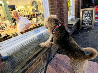 Illustration de l'article : En pleine promenade, ce chien fait tout un cinéma pour entrer dans son pub préféré (vidéo)