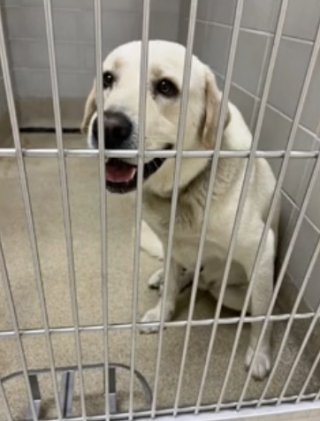 Illustration de l'article : Un chien errant à la recherche d'un foyer transforme son destin en frappant à la bonne porte (vidéo)