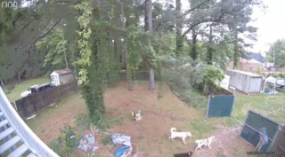 Illustration de l'article : Un chien errant à la recherche d'un foyer transforme son destin en frappant à la bonne porte (vidéo)