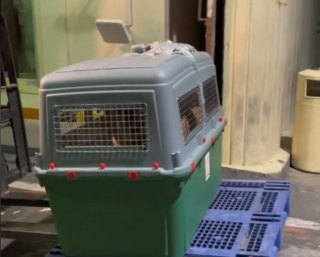 Illustration de l'article : L'émouvante réaction d'un chien retrouvant ses humains à l'aéroport après 3 mois de séparation (vidéo)