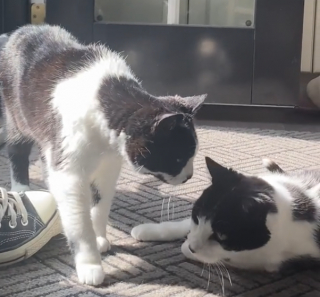 Illustration de l'article : Après le décès de son fils, cette chatte réclame des câlins à sa propriétaire pour la première fois (vidéo)