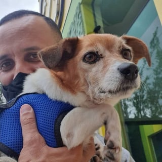 Illustration de l'article : 20 nouveaux selfies canins partagés par Antunes, facteur créant des liens uniques avec les chiens