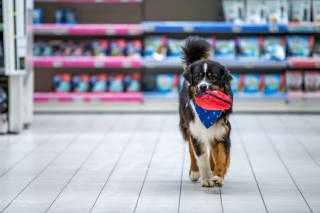Illustration de l'article : Cyno-Sens, l'association qui accompagne les personnes en situation de handicap dans la formation de leur chien guide ou d'assistance (vidéo)