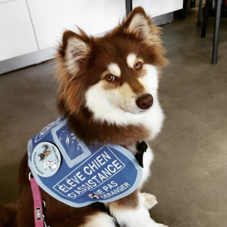 Illustration de l'article : Cyno-Sens, l'association qui accompagne les personnes en situation de handicap dans la formation de leur chien guide ou d'assistance (vidéo)
