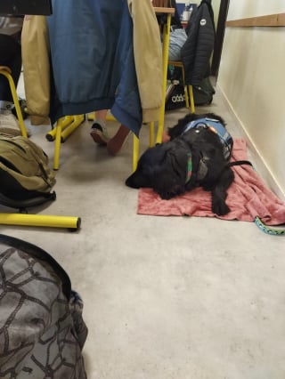 Illustration de l'article : Cyno-Sens, l'association qui accompagne les personnes en situation de handicap dans la formation de leur chien guide ou d'assistance (vidéo)