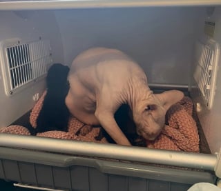 Illustration de l'article : Une maman chat, dévouée envers sa progéniture, ouvre son cœur à 2 autres chatons dans le besoin (vidéo)