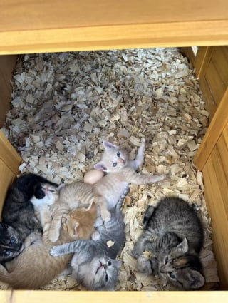 Illustration de l'article : Cohabitation insolite dans un poulailler : une maman chat s'installe parmi les gallinacés pour élever ses chatons
