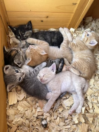 Illustration de l'article : Cohabitation insolite dans un poulailler : une maman chat s'installe parmi les gallinacés pour élever ses chatons