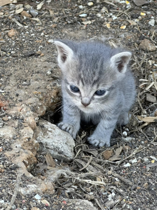 Illustration de l'article : Cohabitation insolite dans un poulailler : une maman chat s'installe parmi les gallinacés pour élever ses chatons