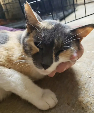 Illustration de l'article : Une chatte errante enceinte entrevoit l'espoir de devenir une maman comblée grâce à une bénévole