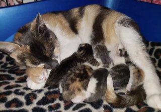 Illustration de l'article : Une chatte errante enceinte entrevoit l'espoir de devenir une maman comblée grâce à une bénévole
