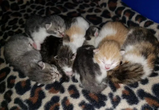 Illustration de l'article : Une chatte errante enceinte entrevoit l'espoir de devenir une maman comblée grâce à une bénévole