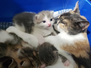 Illustration de l'article : Une chatte errante enceinte entrevoit l'espoir de devenir une maman comblée grâce à une bénévole