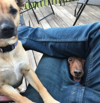 Illustration de l'article : 12 chats et chiens gâtés qui savent jouer de leur charme pour obtenir des faveurs