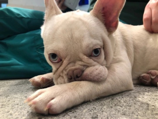 Illustration de l'article : Privé de soins dans son ancienne vie, un jeune Bouledogue Français tente de retrouver santé et joie de vivre (vidéo)