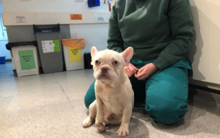Illustration de l'article : Privé de soins dans son ancienne vie, un jeune Bouledogue Français tente de retrouver santé et joie de vivre (vidéo)