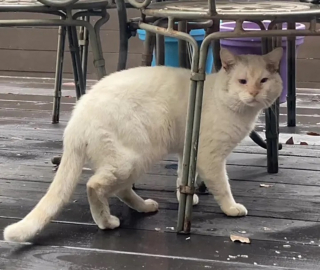 Illustration de l'article : Un chat errant devient le roi des câlins après avoir frappé à la bonne porte