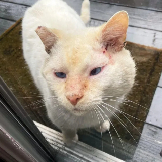 Illustration de l'article : Un chat errant devient le roi des câlins après avoir frappé à la bonne porte