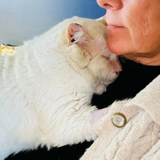 Illustration de l'article : Un chat errant devient le roi des câlins après avoir frappé à la bonne porte