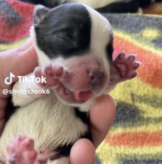 Illustration de l'article : Une chatte dévoile toute sa bonté en élevant un chiot orphelin comme son propre petit (vidéo)