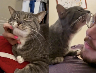 Illustration de l'article : Un bon samaritain découvre un chat caché dans une cuvette de toilettes et change sa vie à jamais (vidéo)