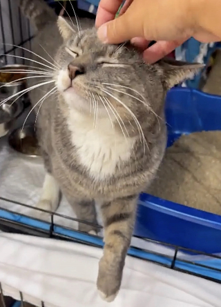 Illustration de l'article : Un bon samaritain découvre un chat caché dans une cuvette de toilettes et change sa vie à jamais (vidéo)