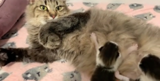 Illustration de l'article : Agréablement surpris par la complicité de leur chaton et leur vieux matou, ils reçoivent une vidéo qui explique tout