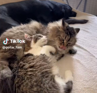 Illustration de l'article : Agréablement surpris par la complicité de leur chaton et leur vieux matou, ils reçoivent une vidéo qui explique tout