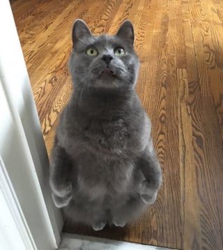 Illustration de l'article : 18 photos de chats laissant à penser qu'ils étaient des pingouins ou des suricates dans une autre vie