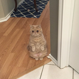 Illustration de l'article : 18 photos de chats laissant à penser qu'ils étaient des pingouins ou des suricates dans une autre vie