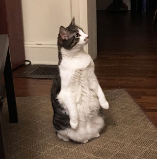 Illustration de l'article : 18 photos de chats laissant à penser qu'ils étaient des pingouins ou des suricates dans une autre vie