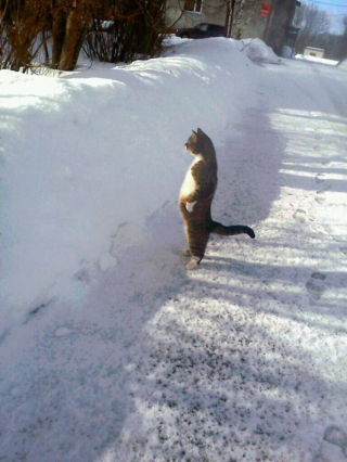 Illustration de l'article : 18 photos de chats laissant à penser qu'ils étaient des pingouins ou des suricates dans une autre vie