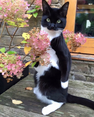 Illustration de l'article : 18 photos de chats laissant à penser qu'ils étaient des pingouins ou des suricates dans une autre vie
