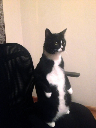 Illustration de l'article : 18 photos de chats laissant à penser qu'ils étaient des pingouins ou des suricates dans une autre vie