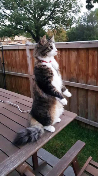 Illustration de l'article : 18 photos de chats laissant à penser qu'ils étaient des pingouins ou des suricates dans une autre vie