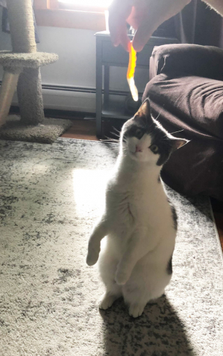 Illustration de l'article : 18 photos de chats laissant à penser qu'ils étaient des pingouins ou des suricates dans une autre vie
