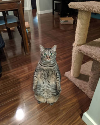 Illustration de l'article : 18 photos de chats laissant à penser qu'ils étaient des pingouins ou des suricates dans une autre vie