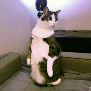 Illustration de l'article : 18 photos de chats laissant à penser qu'ils étaient des pingouins ou des suricates dans une autre vie