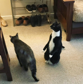 Illustration de l'article : 18 photos de chats laissant à penser qu'ils étaient des pingouins ou des suricates dans une autre vie