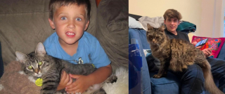 Illustration de l'article : La famille d'un chat perdu depuis 11 ans est contactée par un refuge ayant une surprenante nouvelle à lui annoncer