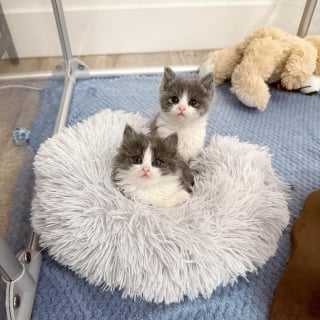 Illustration de l'article : La communauté se mobilise pour aider un chaton né sans anus et qui a besoin d’une opération d’urgence (vidéo)