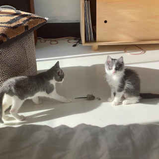 Illustration de l'article : La communauté se mobilise pour aider un chaton né sans anus et qui a besoin d’une opération d’urgence (vidéo)